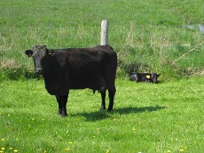 Dexter ko og kalv